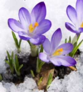 Photo of blooming purple crocuses pushing up through snow